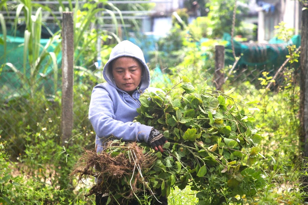 Vựa lá mùng 5 trăm tuổi giúp nông dân bỏ túi hàng trăm triệu đồng mỗi vụ - 2 Vựa lá mùng 5 trăm tuổi giúp nông dân bỏ túi hàng trăm triệu đồng mỗi vụ - 2