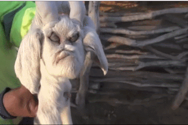 Dê "ma quái" mặt như người gây hoang mang ở Agrentina