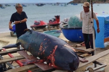 Xác cá voi với nhiều vết thương trôi dạt vào bờ biển Bình Định