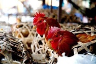 Gia cầm lậu từ Trung Quốc ồ ạt tràn vào Việt Nam