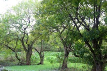 Có công ty muốn bán 10 triệu tấn tín chỉ carbon nhưng 4,9 triệu tấn bị kẹt