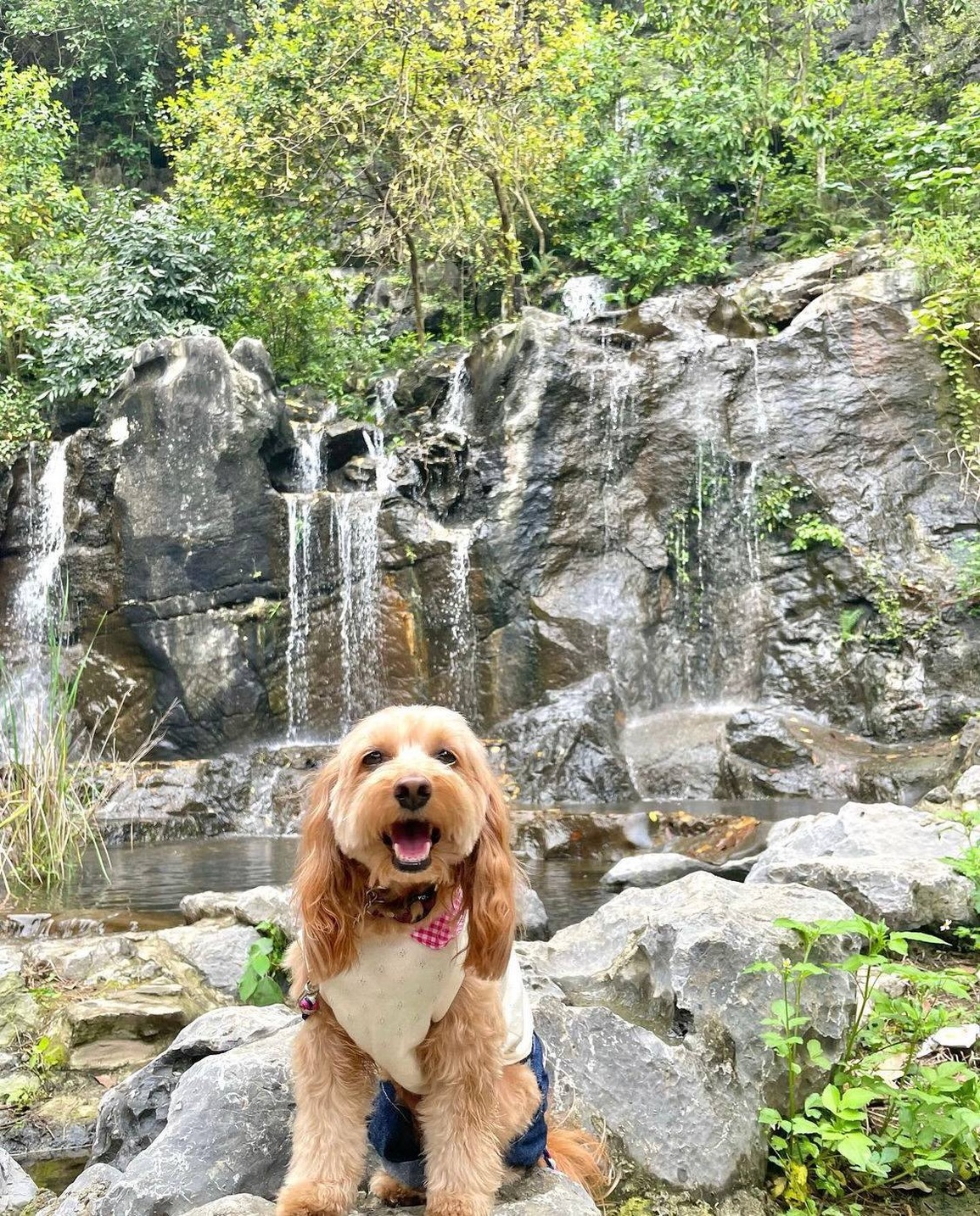 Bộ ảnh cún cưng vi vu thánh địa sống ảo Hang Múa gây sốt mạng - 5