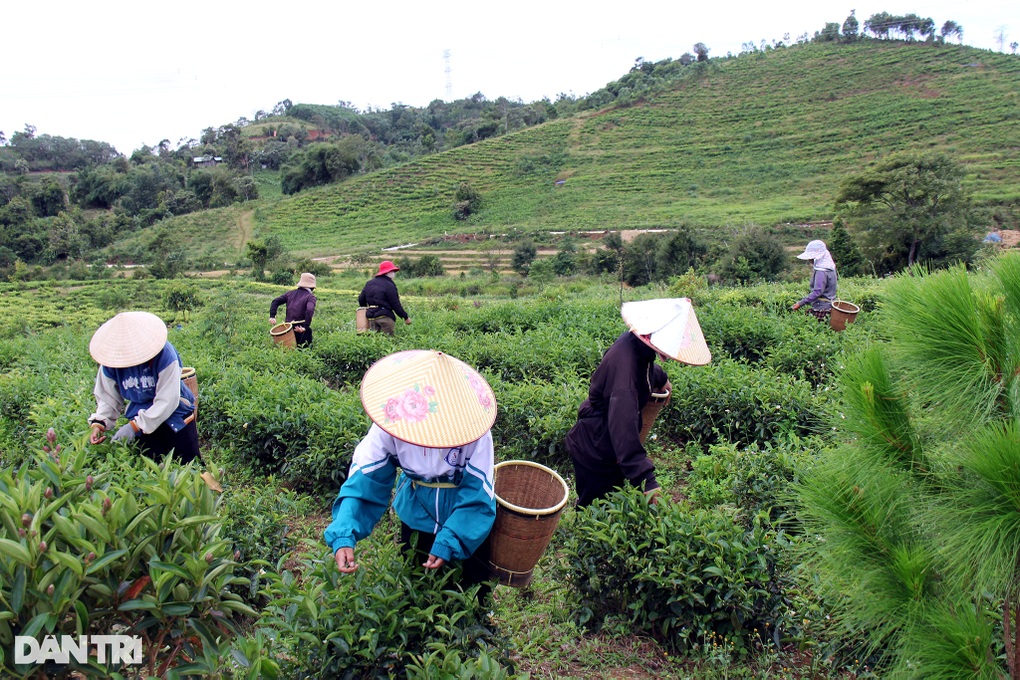 Bất ngờ thành tỷ phú nhờ liều lĩnh mang chè Bắc vào Tây Nguyên trồng thử - 1