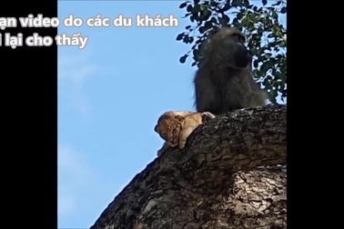 Khỉ đầu chó "đánh cắp" sư tử con mang lên cây cao