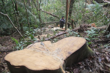 Lâm tặc tàn phá rừng - Những hình ảnh ngổn ngang tại hiện trường