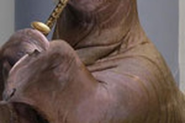 Video: Xem hải mã chơi saxophone