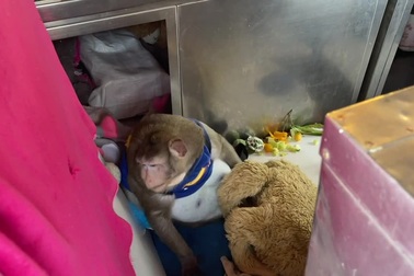 Khỉ béo phì qua đời vì mắc tiểu đường và tuyến giáp