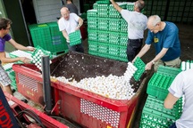 Trứng gà nhiễm thuốc trừ sâu được bán ở 15 nước châu Âu và Hong Kong