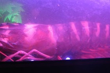 Ra mắt những con cá, tôm lớn nhất Việt Nam