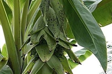 Đặc sản chuối cô đơn cho thu nhập từ 60 - 70 triệu đồng/năm có gì đặc biệt?