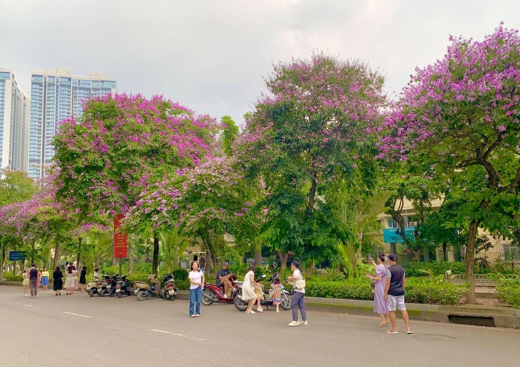 Bỏ túi địa điểm chụp hoa bằng lăng đẹp ở Hà Nội - 2 Bỏ túi địa điểm chụp hoa bằng lăng đẹp ở Hà Nội - 2