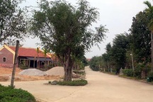 Truy trách nhiệm vụ 50 biệt thự không phép "mọc" trong rừng Ba Vì