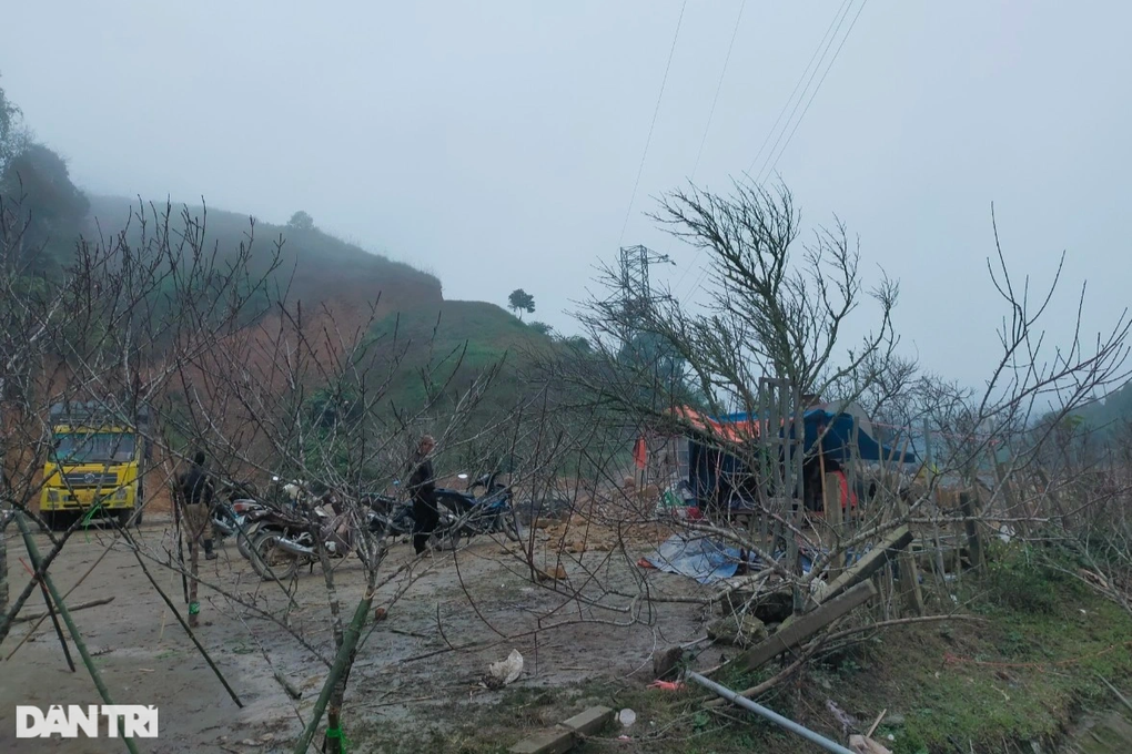Thương lái Việt vượt hơn 400km săn đào đá độc lạ ở Lào bán Tết - 1 Thương lái Việt vượt hơn 400km săn đào đá độc lạ ở Lào bán Tết - 1