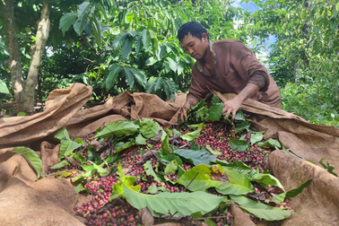 Cả họ, cả làng ăn núi ngủ rẫy một tháng, hái cà phê kiếm Tết