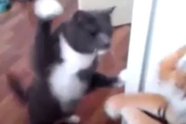 Thú vị clip mèo đấm bốc