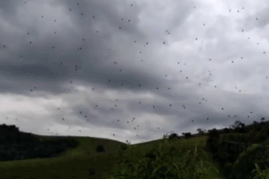 Hiện tượng kì lạ: “Mưa nhện” ở Brazil?