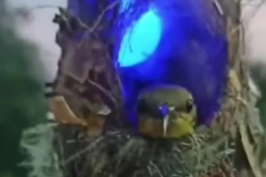 Chim làm tổ ngay trên dây đèn trang trí