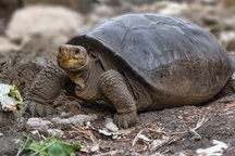 Phát hiện rùa khổng lồ tưởng đã tuyệt chủng