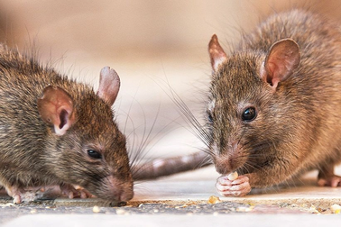 Tuyển giám đốc diệt chuột nhận lương "khủng", yêu cầu có bản năng "sát thủ"