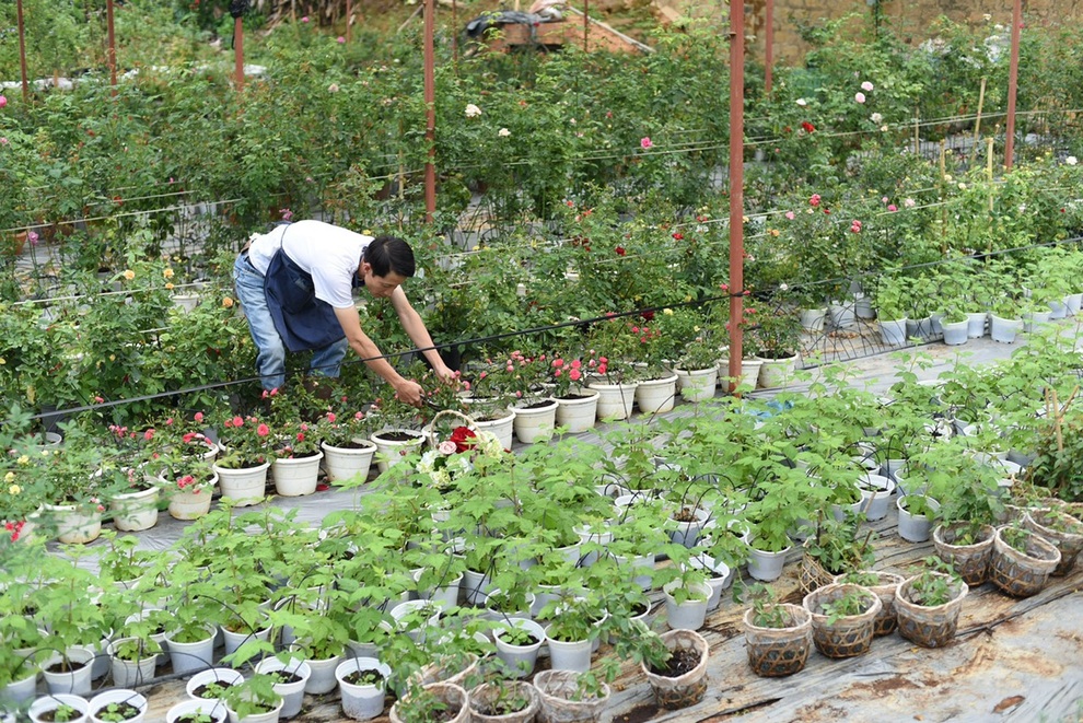 Nghỉ việc công chức, dốc tiền tích lũy làm trang trại như mơ ở Đà Lạt - 7 Nghỉ việc công chức, dốc tiền tích lũy làm trang trại như mơ ở Đà Lạt - 7