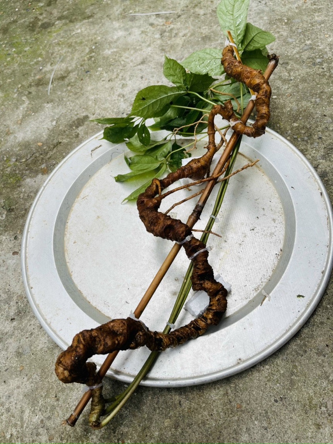 Sâm Ngọc  Linh Quốc Bảo Việt Nam - cẩn thận tránh tiền mất tật mang - 2 Sâm Ngọc  Linh Quốc Bảo Việt Nam - cẩn thận tránh tiền mất tật mang - 2