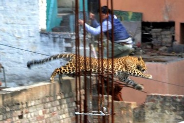 Kinh hoàng báo dữ truy đuổi người trong khu dân cư