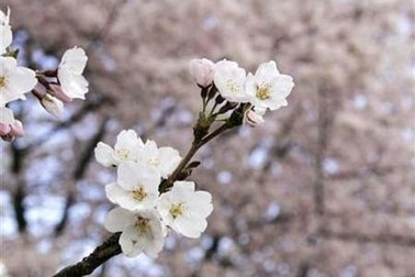 Hoa anh đào Nhật Bản đã có mặt tại Hà Nội 