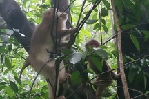 Thả 28 cá thể động vật hoang dã về môi trường tự nhiên