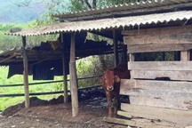 Gần 500 con trâu bò chết tại một huyện miền núi