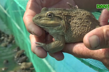 Làm theo cách của riêng mình, lão nông U60 kiếm gần nửa tỷ đồng mỗi năm