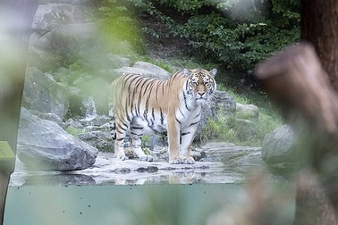 Nhân viên vườn thú bị hổ tấn công tử vong