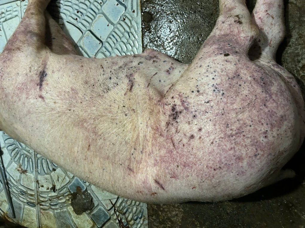 Thu mua lợn bệnh, bán cho bếp ăn công nhân tại Hà Nội - 1 Thu mua lợn bệnh, bán cho bếp ăn công nhân tại Hà Nội - 1