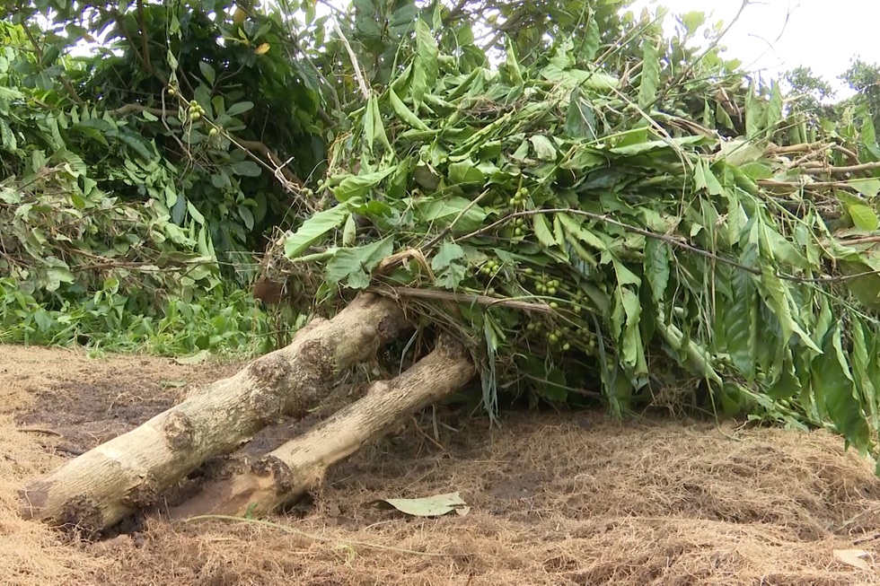 Tan hoang sau vụ vỡ tường đập thủy điện - 7 Tan hoang sau vụ vỡ tường đập thủy điện - 7