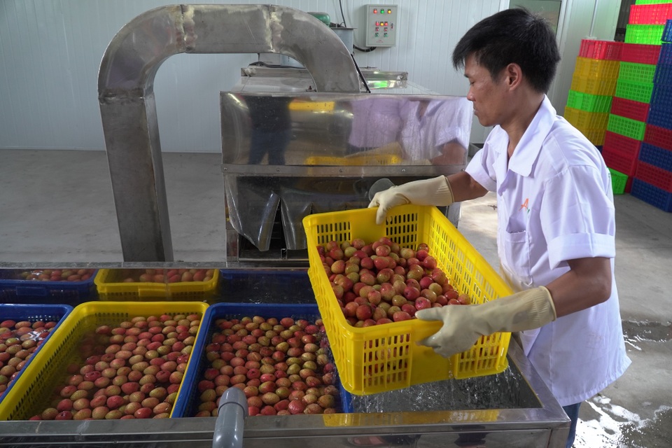 Cận cảnh quy trình ướp lạnh, khử nấm vải thiều tại miệt vườn xứ Đông - 9 Cận cảnh quy trình ướp lạnh, khử nấm vải thiều tại miệt vườn xứ Đông - 9
