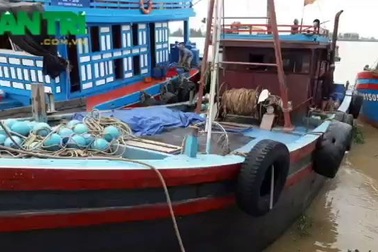 Nhộn nhịp những mẻ cá “chạy bão”