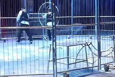 Sư tử sổng chuồng khi đang biểu diễn xiếc, lao thẳng vào khán giả