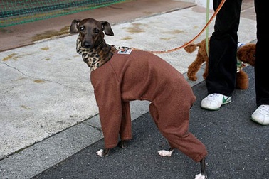 Nở rộ thời trang cho vật cưng ở Nhật