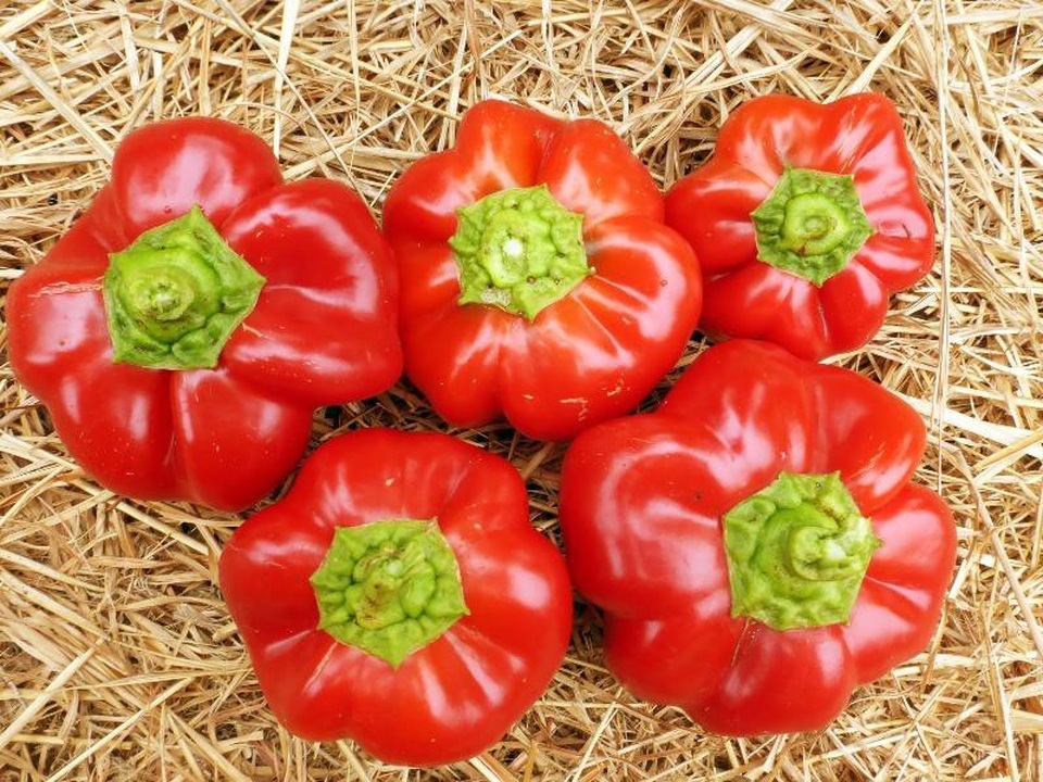 Quả ớt giúp ngăn ngừa bệnh ung thư? - 1 Quả ớt giúp ngăn ngừa bệnh ung thư? - 1