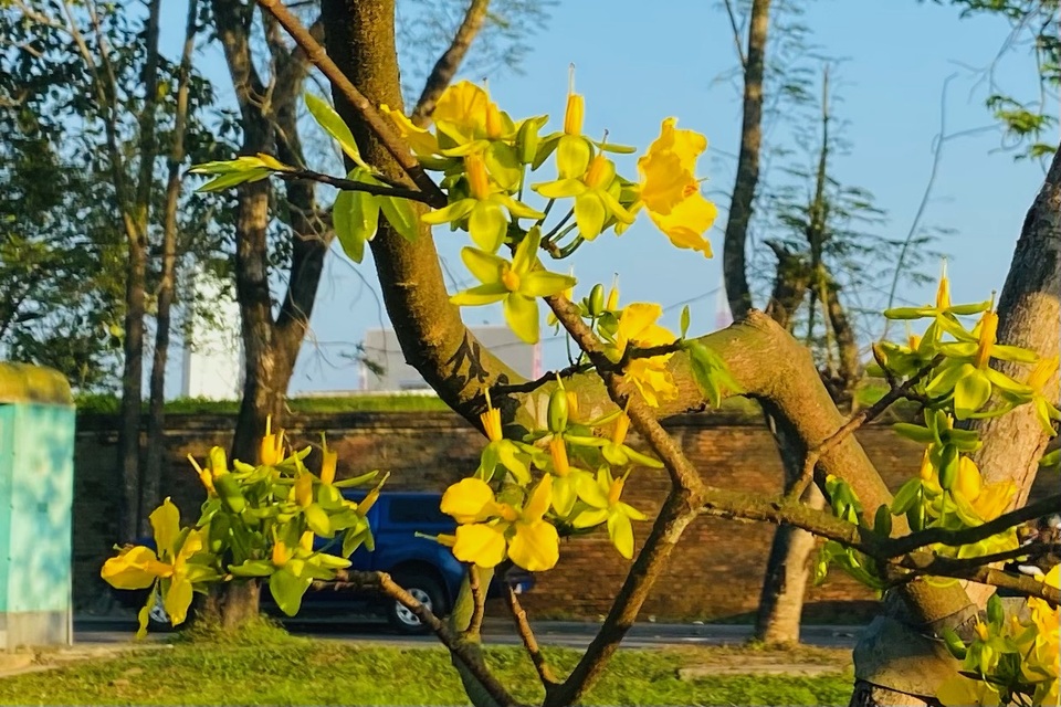 Cung đường Hoàng mai rực rỡ một góc trời kinh thành Huế - 4