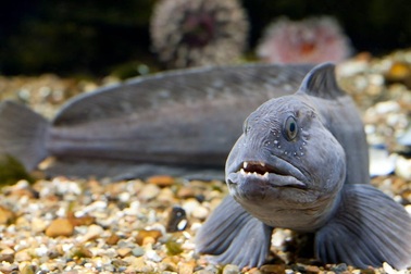 10 sinh vật ở đáy biển khiến bạn mất ngủ vì kinh sợ