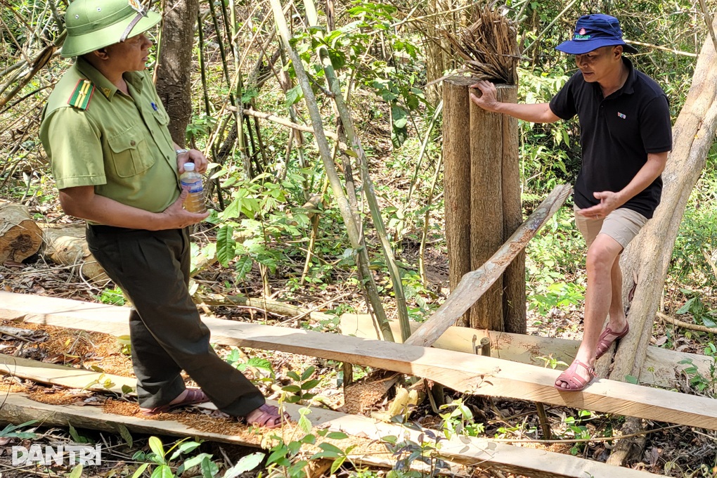 Cánh rừng ở Gia Lai bị xẻ thịt trong nhiều tháng - 7 Cánh rừng ở Gia Lai bị xẻ thịt trong nhiều tháng - 7