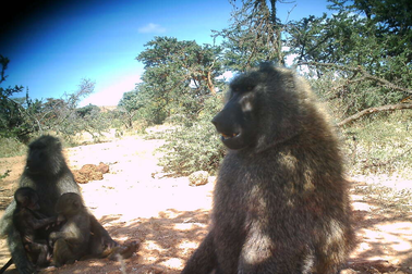 Chùm ảnh tự sướng của các loài động vật