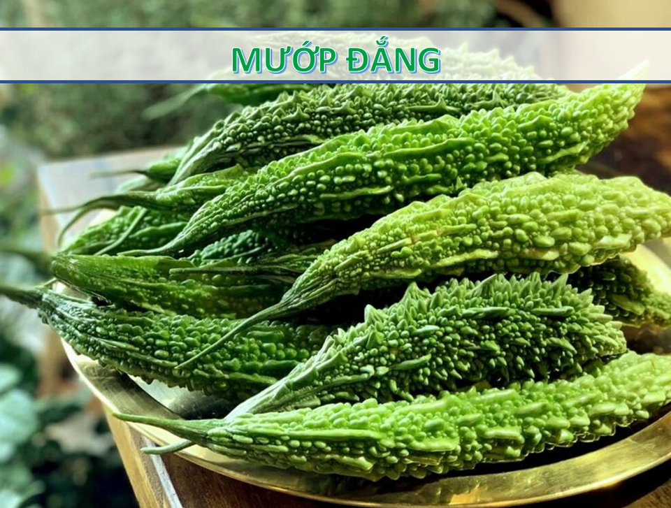 2 món đắng ngắt nhưng lại là khắc tinh của nhiều loại ung thư - 1 2 món đắng ngắt nhưng lại là khắc tinh của nhiều loại ung thư - 1