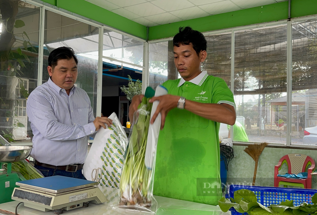 Chỉ trồng rau mà anh nông dân phố thu nhập 150 triệu/tháng? - 8 Chỉ trồng rau mà anh nông dân phố thu nhập 150 triệu/tháng? - 8