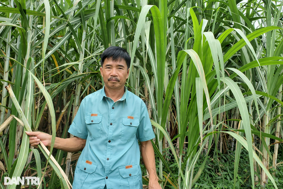 Vỡ mộng làm giàu, người trồng cây gai xanh thu về... gai độc - 1 Vỡ mộng làm giàu, người trồng cây gai xanh thu về... gai độc - 1