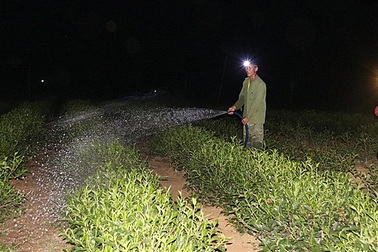 Xót ruột vì cây héo khô, người trồng chè thức trắng đêm tưới nước