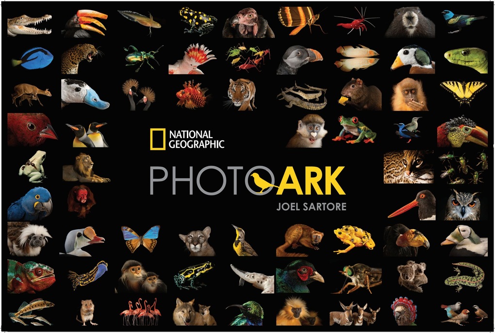 National Geographic đến Vinpearl Safari Phú Quốc ghi hình về động vật hoang dã - 1 National Geographic đến Vinpearl Safari Phú Quốc ghi hình về động vật hoang dã - 1
