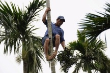 Nông dân ngỡ ngàng khi giá cau cao kỷ lục, chỉ sợ Trung Quốc ngừng mua