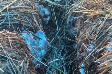 Thứ phế phẩm chất đầy đồng, thường phải đốt bỏ giúp nông dân thu trăm triệu