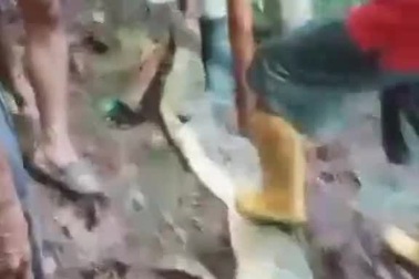 Đôi dép quen đặt cạnh con trăn bụng phình to, chồng phát hiện vợ bị nuốt ch